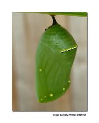 4 Monarch Chrysalis.jpg