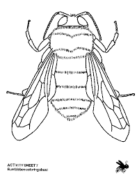 bumble bee coloring pictures