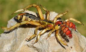 camel spiders