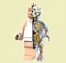 lego-man-skeleton