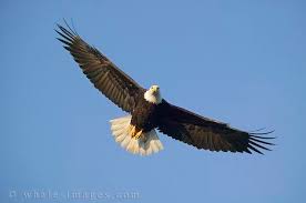A bald eagle, the