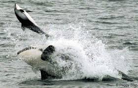 pacific white sided dolphin pictures