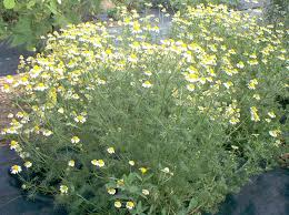 chamomile