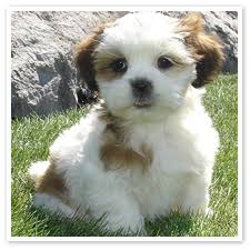 lhasa apso puppy