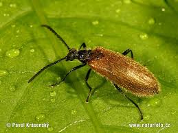 darkling beetles