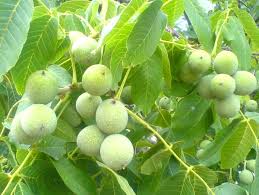 درخت گردو تصوير با اندازه اصلي