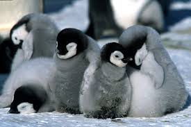 baby penguins