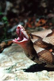 copperhead photos