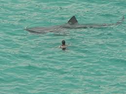largest shark pictures