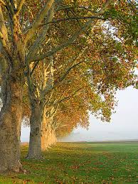 trees photos