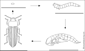 darkling beetles
