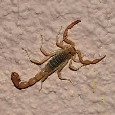 scorpion species