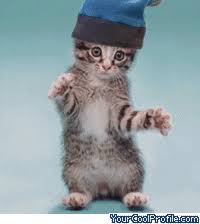 Funny Cat Videos