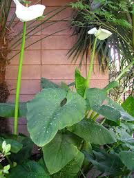 calla lily plant