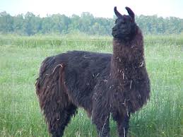 llamas