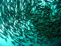 school of fish