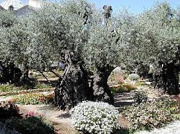 pictures olive trees