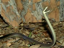black mamba snake pictures
