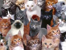 kitties