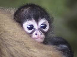 spider monkey