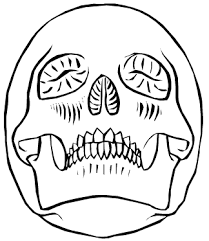 how to draw a skull