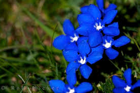 blue flowers