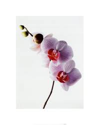 orchid artwork