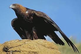 golden eagles pictures