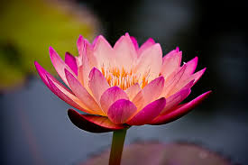 water lily lotus flower