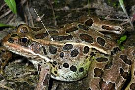large frogs