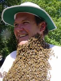 big bees