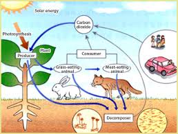 desert ecosystem