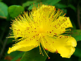 yellow rose of sharon