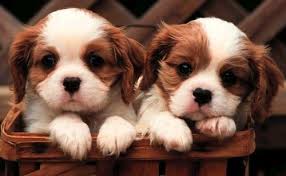 cute dogs