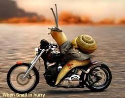funny pictures of animals