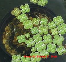 four leaf clover plants