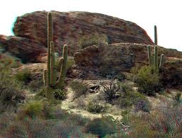 desert ecosystem