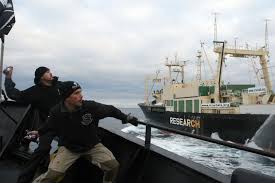 Sea Shepherd ready