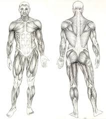 drawing muscles