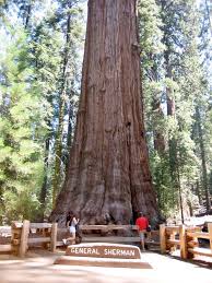 general sherman