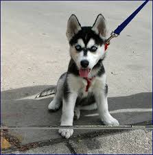 husky puppy
