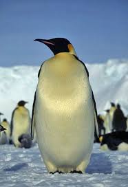 real penguin pictures