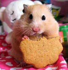 poze animale amuzante hamsteri a Tu ai reuşi să supravieţuieşti ca la Discovery?