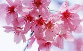 cherry blossom flowers