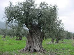 pictures olive trees