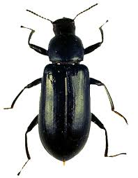 darkling beetles