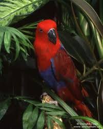 tropical birds