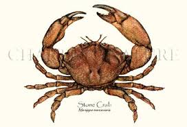 stone crab