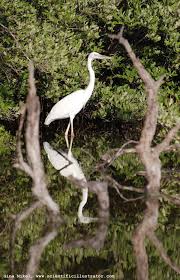 great white heron