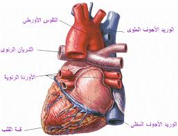 هل تعلم ان اطباء القلب اكتشفوا ان قلب الانسان عبارة عن ذاكرة خلوية 8913alsh3er